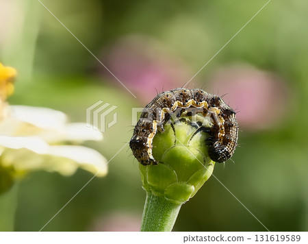 棉鈴蟲幼蟲正在啃食花蕾 131619589