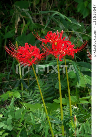 red spider lily 131619647