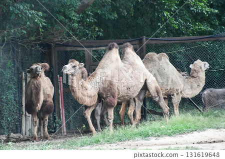 Two-humped camel 131619648