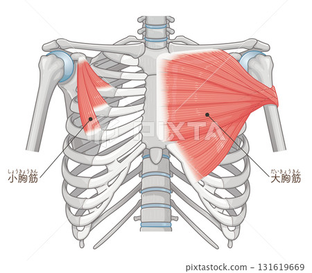 Pectoral muscle illustration 131619669