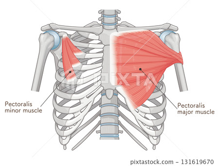 Pectoral muscle illustration Pectoral muscle illustration 131619670