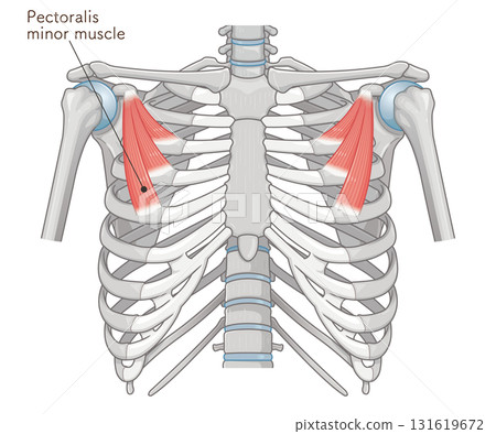 Pectoralis minor muscle illustration 131619672