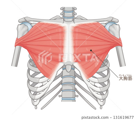 Pectoralis major muscle illustration 131619677