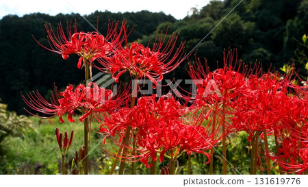 希根花開在森林裡 希根花開在森林裡 131619776