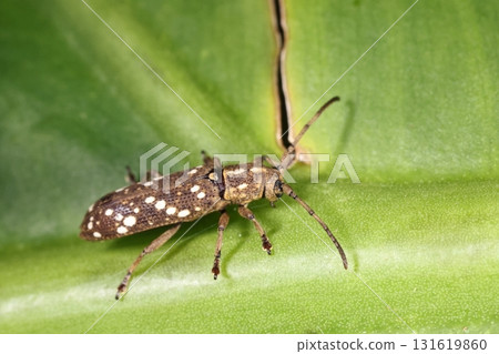 Living creatures, insects, Yaeyama Kanoko rust beetle, Ishigaki Island in September. I found it in the bushes beside the forest road on Mount Banna. 131619860