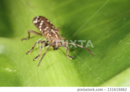 Living creatures, insects, Yaeyama Kanoko rust longhorn beetle, its thick and short antennae extend to about half of its body. Do the white spots look like a heart pattern? 131619862