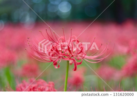 Higambuna Higambuna 131620000