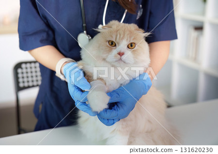 Veterinary examination. A veterinarian holds a cat's paw for treatment. Veterinary examination. A veterinarian holds a cat's paw for treatment. 131620230