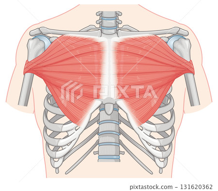 胸大肌圖 131620362