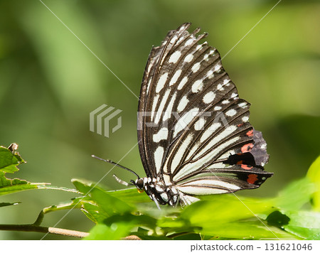 栗虎蝴蝶棲息在葉子上 131621046