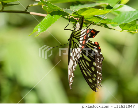 栗虎蝴蝶棲息在葉子上 131621047
