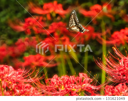 Red cluster amaryllis and swallowtail butterfly 131621049