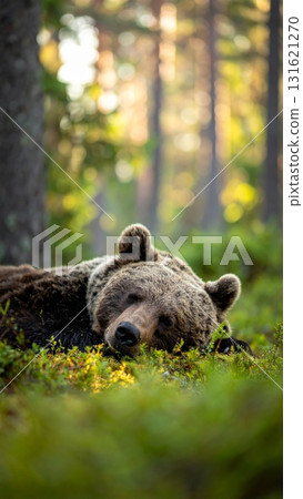 Brown bear, dog, and wild animals in the forest 131621270