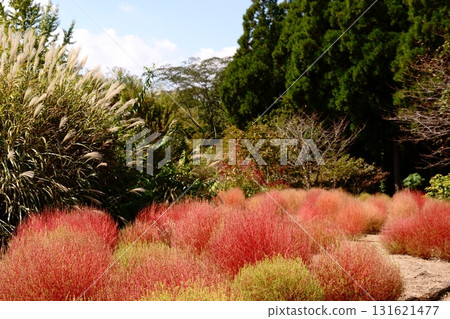鮮豔的藜蘆和清爽的芒草 131621477