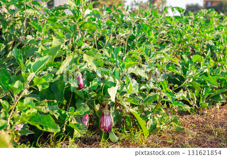 Purple striped eggplant garden-stuff s hang on bushes and sing under southern warm sun. 131621854