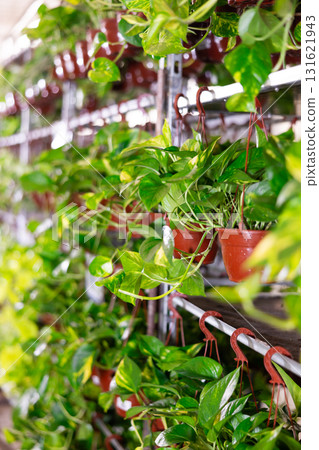 Pothos in pot on shelf in plant store Pothos in pot on shelf in plant store 131621943