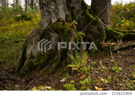 Majestic Tree Cloaked in Lush Moss Majestic Tree Cloaked in Lush Moss 131621969