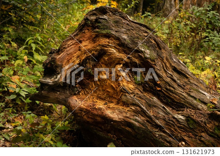 Felled Timber Amidst the Woods 131621973