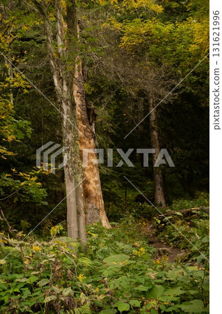 Lush Greenery of Nature's Canopy Lush Greenery of Nature's Canopy 131621996