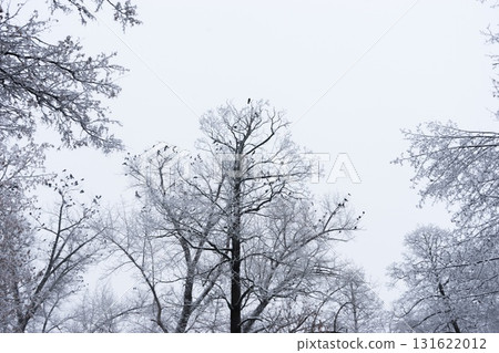 Winter Wonderland: Trees Blanketed in Fresh Snow Winter Wonderland: Trees Blanketed in Fresh Snow 131622012