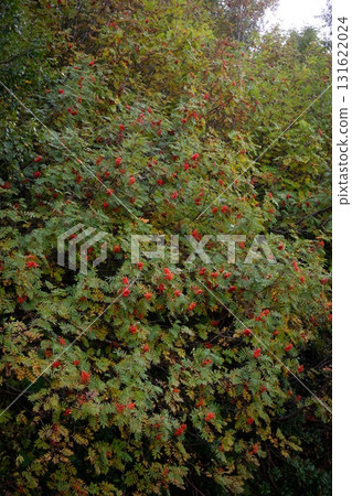Bright Red Berries on Lush Bush Branches Bright Red Berries on Lush Bush Branches 131622024