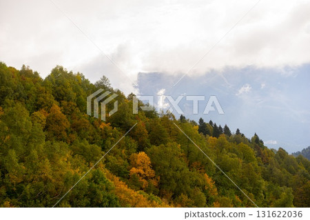 Majestic Trees Against a Rolling Hillside 131622036