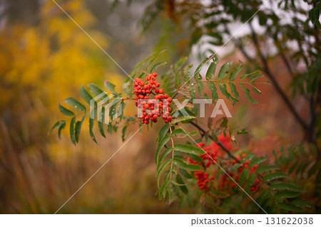 Bright Red Berries Amidst Lush Greenery 131622038