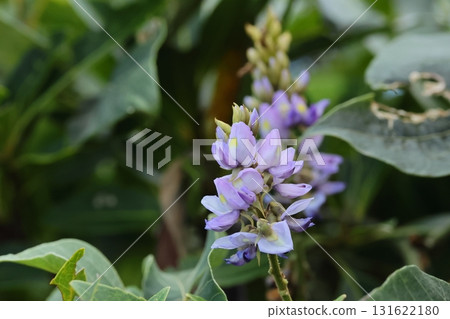 Nature Plants Taiwan Kudzu, flower. It blooms in autumn and is a pale bluish purple, more subdued than Kudzu. Nature Plants Taiwan Kudzu, flower. It blooms in autumn and is a pale bluish purple, more subdued than Kudzu. 131622180