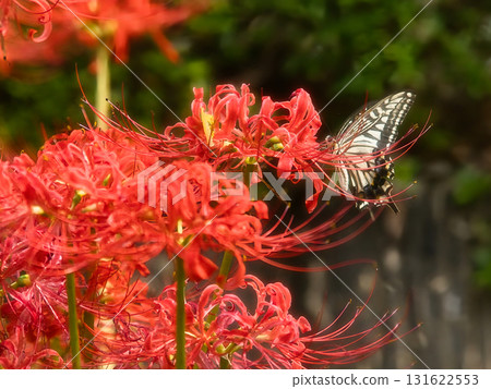 Swallowtail butterfly sucking nectar of red cluster amaryllis Swallowtail butterfly sucking nectar of red cluster amaryllis 131622553