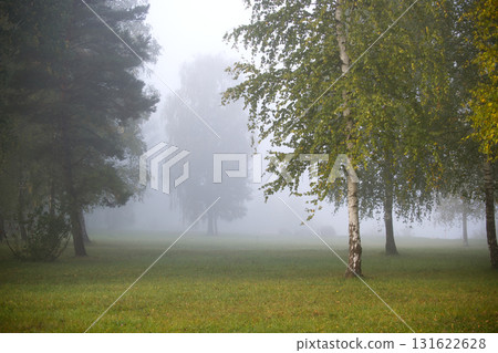 Misty morning in the forest, trees and grass in a tranquil, atmospheric landscape. Misty morning in the forest, trees and grass in a tranquil, atmospheric landscape. 131622628