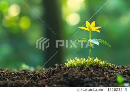 New plant sprouting from rich soil under soft natural light in forest New plant sprouting from rich soil under soft natural light in forest 131623343