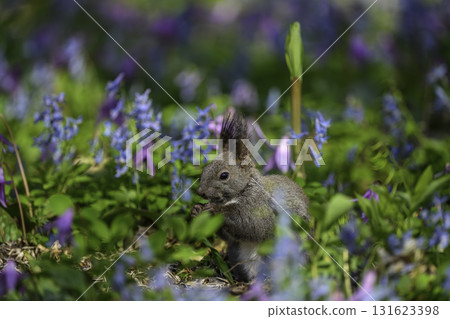 Catakli和Ezoengosaku和Ezoris 131623398