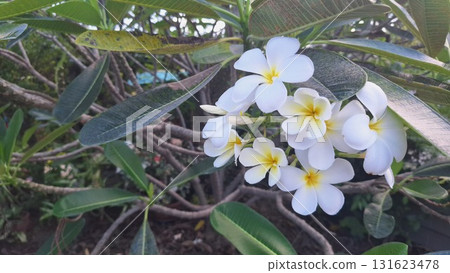 Beautiful White Plumeria Frangipani Flowers Blooming in Tropical Garden Beautiful White Plumeria Frangipani Flowers Blooming in Tropical Garden 131623478