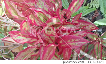 Vibrant Red Aglaonema Siam Decorative Tropical Plant with Colorful Leaves Vibrant Red Aglaonema Siam Decorative Tropical Plant with Colorful Leaves 131623479