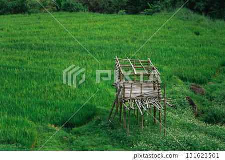 Rustic Bamboo Structure Overlooking Lush Green Rice Field in Rural Landscape under Clear Sky with Trees and Natural Beauty Background Rustic Bamboo Structure Overlooking Lush Green Rice Field in Rural Landscape under Clear Sky with Trees and Natural Beauty Background 131623501