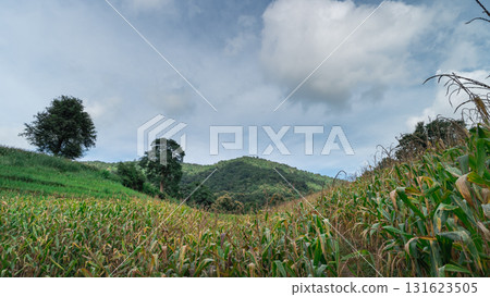 Lush Green Cornfield Under a Blue Sky with Clouds and Rolling Hills in a Peaceful Rural Landscape in Nature's Embrace Lush Green Cornfield Under a Blue Sky with Clouds and Rolling Hills in a Peaceful Rural Landscape in Nature's Embrace 131623505