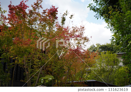 A hint of autumn in the Kyoto temple grounds A hint of autumn in the Kyoto temple grounds 131623619