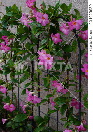 Pink Mandevilla flowers blooming on the streets of Kyoto Pink Mandevilla flowers blooming on the streets of Kyoto 131623620