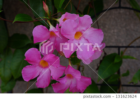 京都街頭盛開的粉紅色曼陀羅花 京都街頭盛開的粉紅色曼陀羅花 131623624
