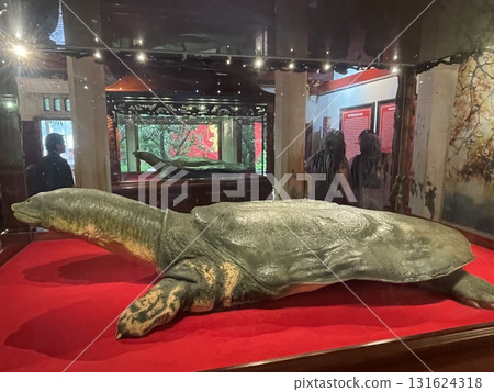 Shanghai soft-shelled turtle Shanghai soft-shelled turtle 131624318