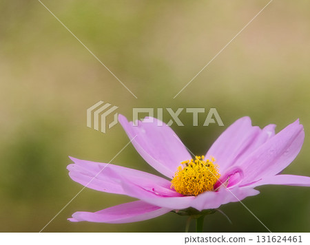 Autumn flower cosmos 131624461