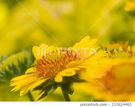 黃色天人菊 131624465