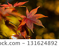 Autumn leaves 131624892