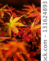 Autumn leaves 131624893