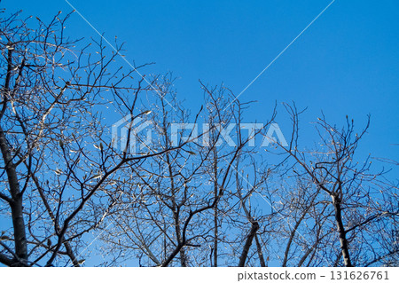 White Magnolia in Winter 131626761
