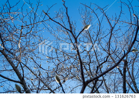 White Magnolia in Winter White Magnolia in Winter 131626763