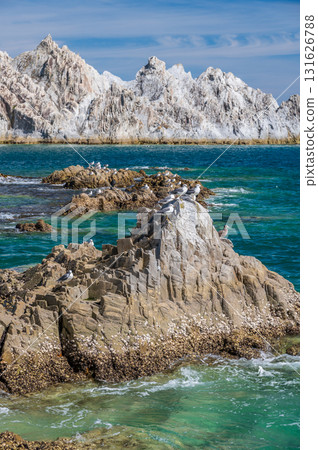 黑尾鷗聚集的淨土濱景色-三陸絕景 黑尾鷗聚集的淨土濱景色-三陸絕景 131626788