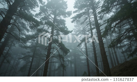 foggy forest with tall pine trees 131627837