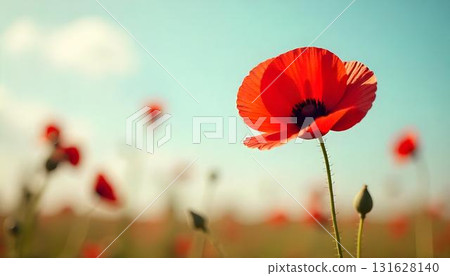 Vibrant poppy field under a blue sky, symbolizing honor and remembrance for veterans on Veterans Day 131628140