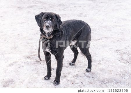 Black dog stands on a snowy surface, its fur dusted with white snowflakes. The animal appears alert and curious, with a leash loosely hanging around its neck. Funny dog with a pestilence in snow looks 131628596